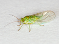 Psylla alni